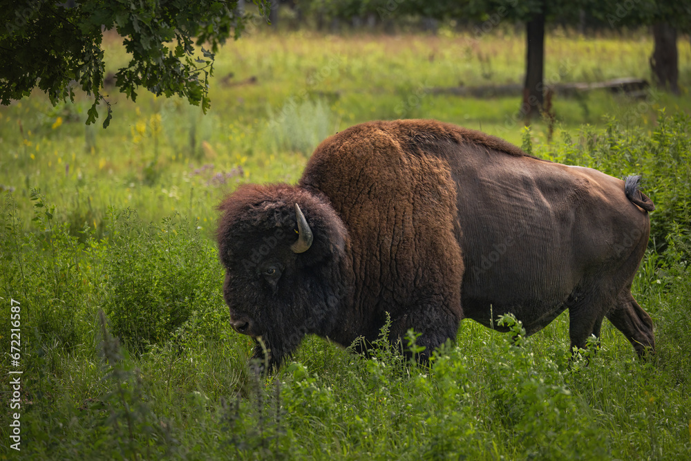 Wild European bison bull walking in a forest reserve close-up.