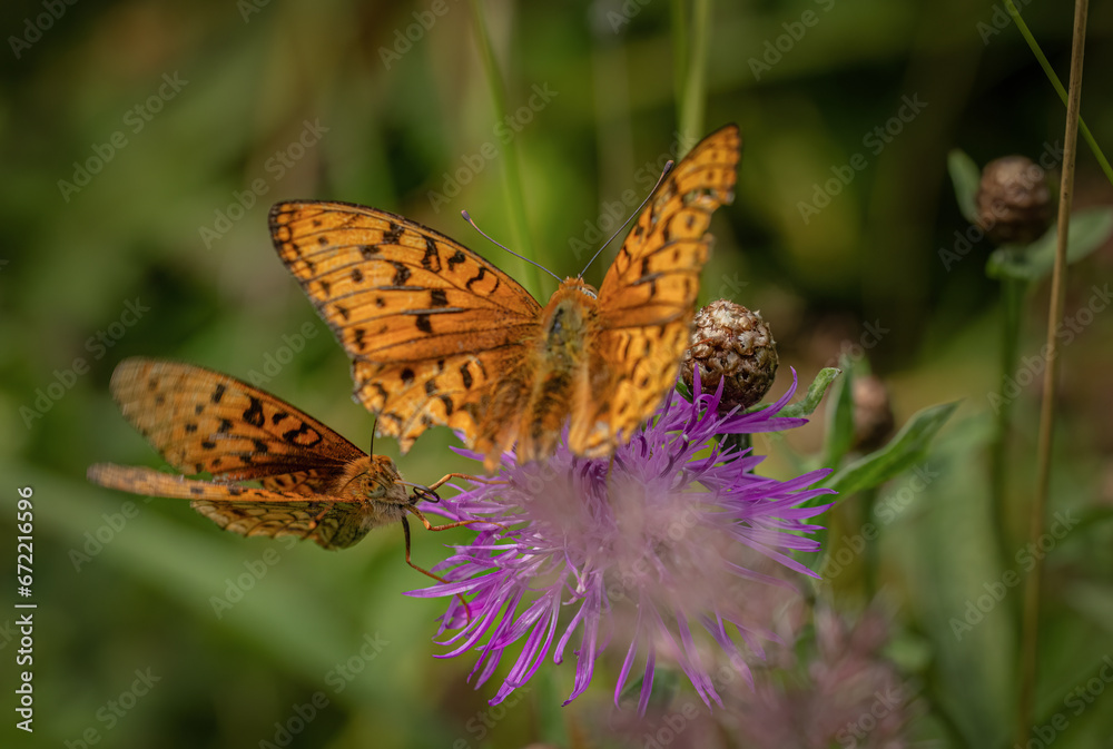 Two butterflies are black and brown on the background of a purple flower and grass.