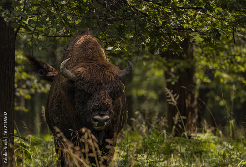 Wild European bison in a forest reserve close-up.