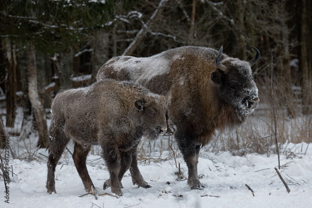 Wild bison in a forest reserve close-up with a young cub. Wild bison in a forest reserve close-up with a young cub.