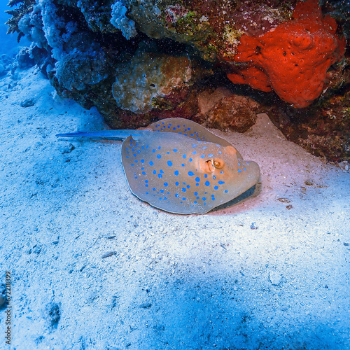 Blaupunktrochen und Korallenriff im Roten Meer photo