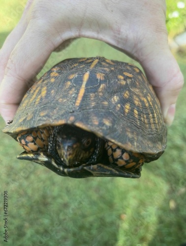 a turtle is in a person's hand, it appears to be biting