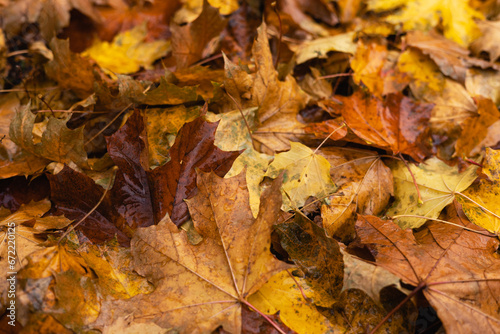 Autumn wet maple leaves on the ground