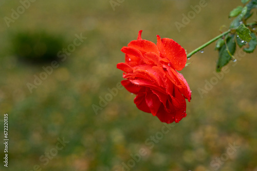 Red rose on a background with bokeh