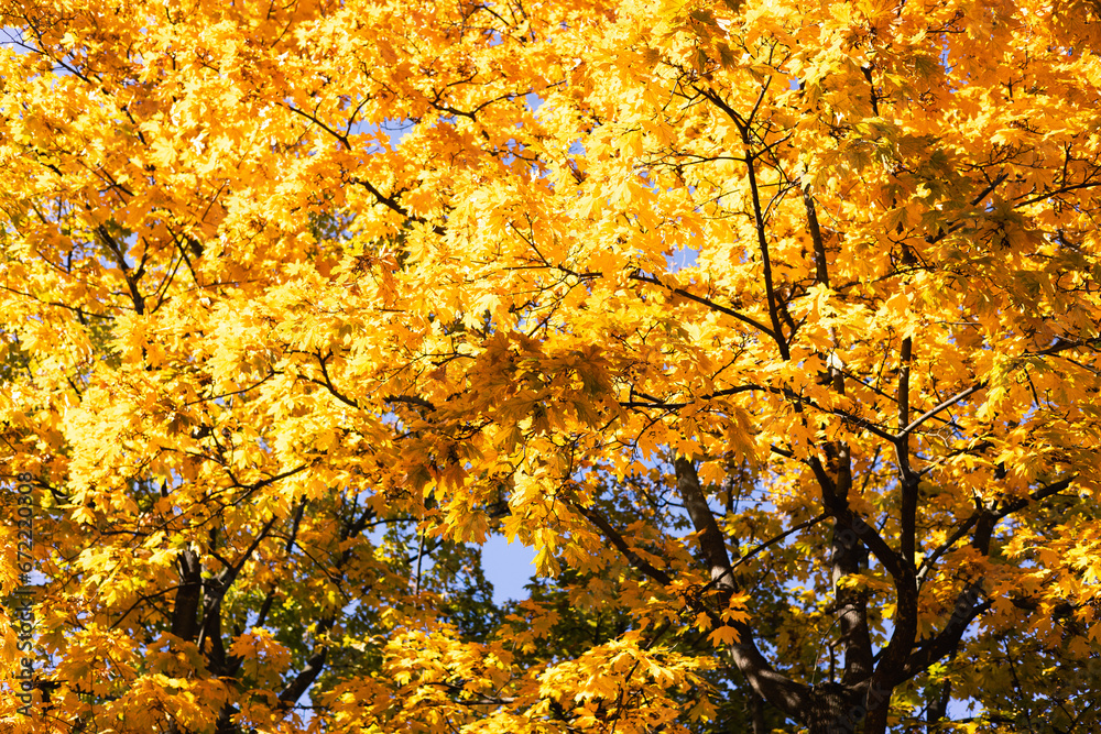 Yellow autumn leaves on the treetops in the park on a clear sunny day