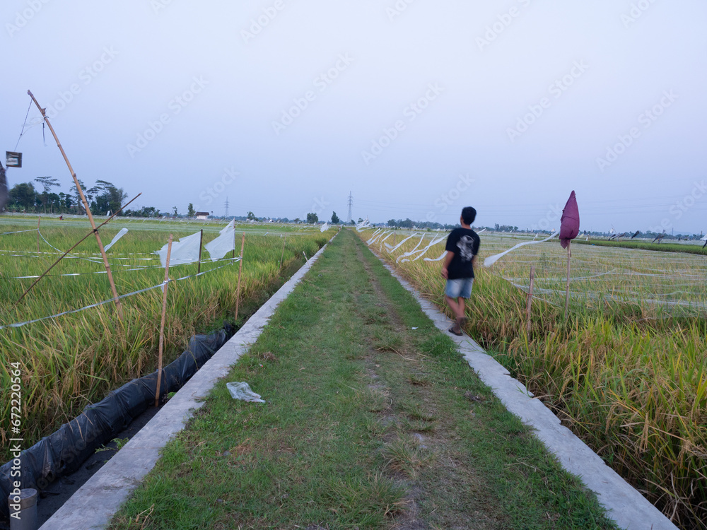 people are walking in the rice fields in the afternoon, with rice ready to be harvested. people are walking in the rice fields in the afternoon, with rice ready to be harvested.
