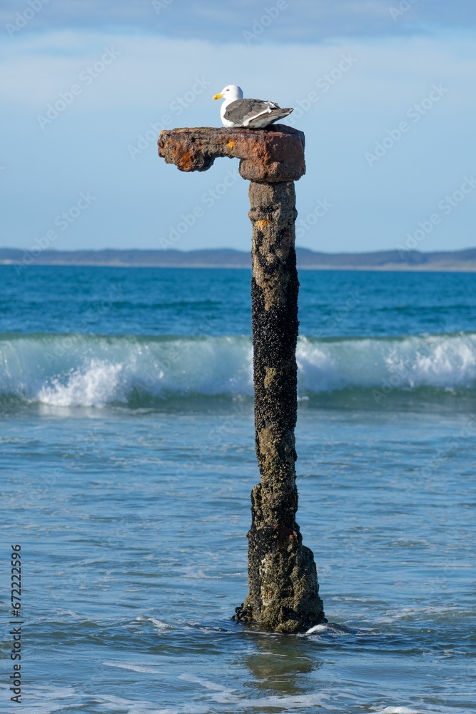 Seagul perched atop a wooden post in a tranquil body of water.