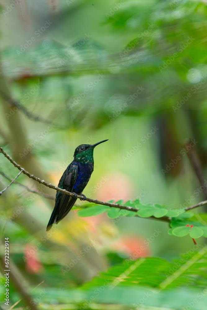 Fototapeta premium Woodnymph perched on a branch of a tree with lush green foliage in the background.