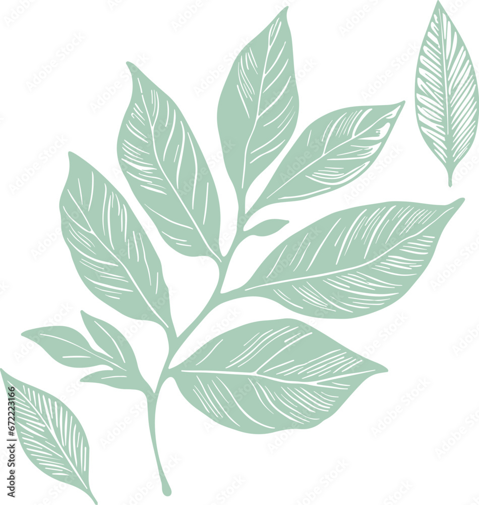 green autumn outline stroke leaves on the white background green autumn outline stroke leaves on the white background