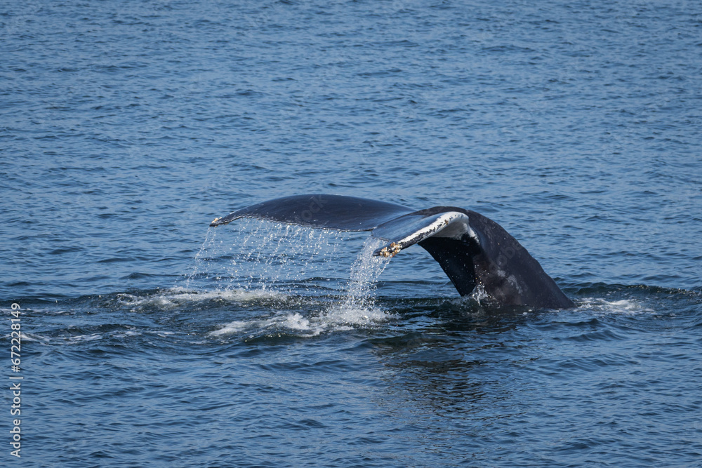 Fototapeta premium whale