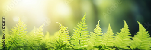 Beautiful natural background border with fresh juicy light green foliage of fern in sunlight in spring summer and defocused bokeh outdoors in nature.