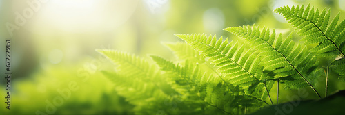 Beautiful natural background border with fresh juicy light green foliage of fern in sunlight in spring summer and defocused bokeh outdoors in nature.