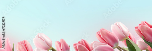 Beautiful tulips on pastel color background. Banner design with space for text.
