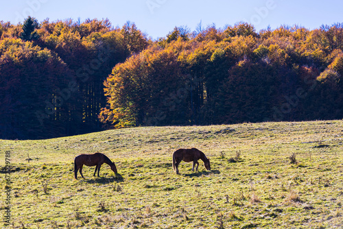 Cansiglio plateau in Italy