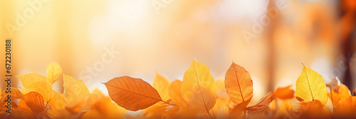Colorful universal natural panoramic autumn background for design with orange leaves and blurred background.