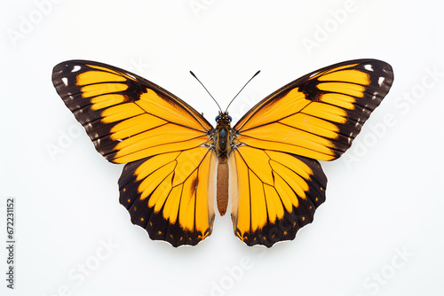 Butterfly, Butterfly Isolated In White, Butterfly In White Background