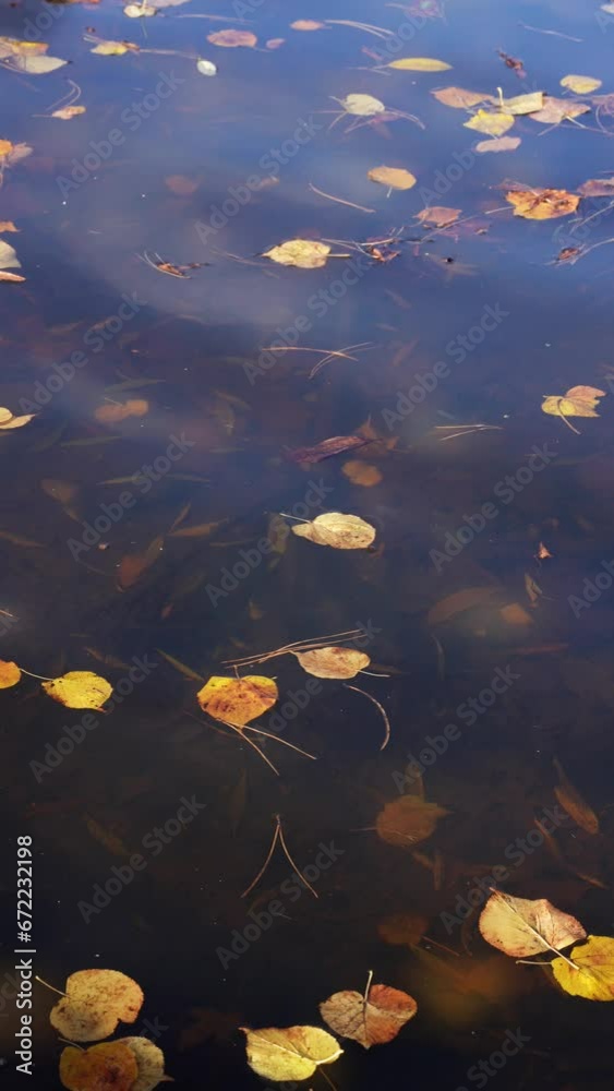 Floating fallen leaves.
A few autumn leaves floating on a shallow lake. Vertical format. Floating fallen leaves.
A few autumn leaves floating on a shallow lake. Vertical format.