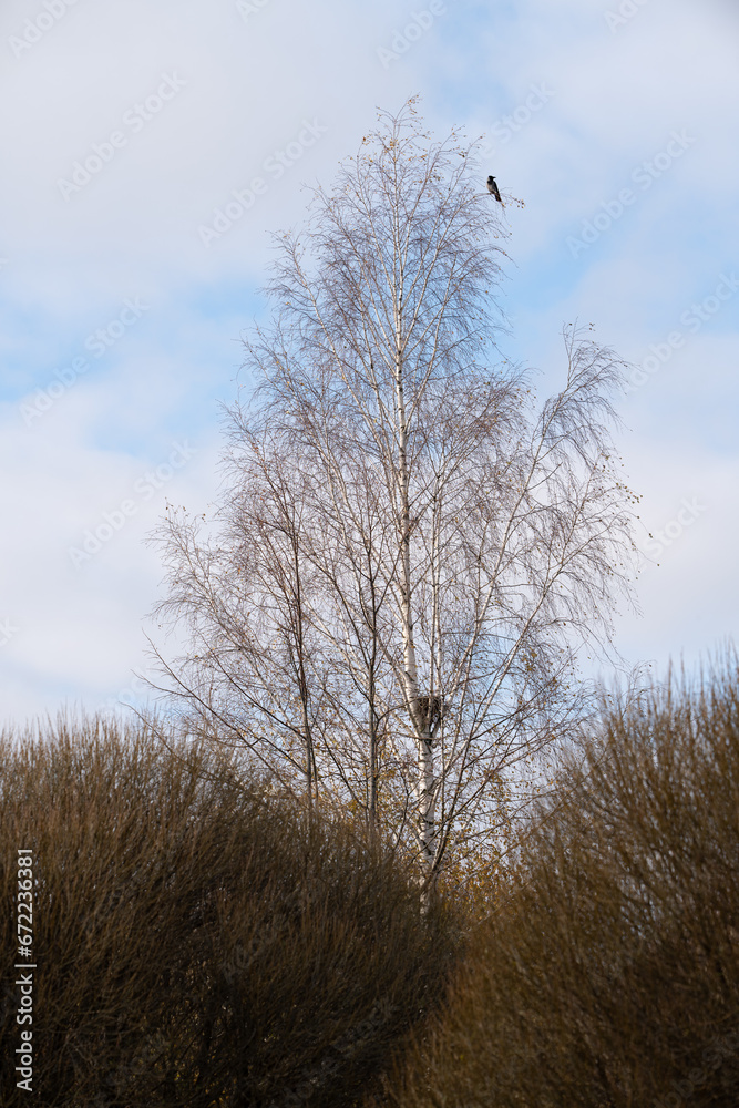 a gray crow in a birch branch above its nest