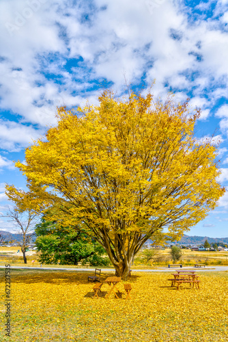 秋晴れの中、黄色く紅葉した銀杏の木の下に並ぶ椅子が可愛い。これぞ日本の絶景。