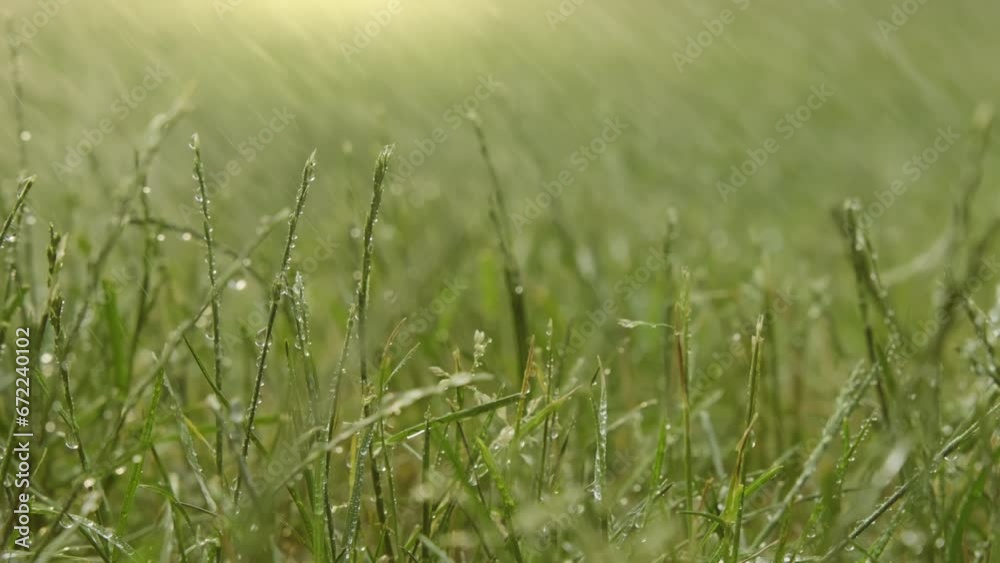 Summer rain drips Green grass summer field raindrops sunset. rain dripping watering ground. Close up Summer rain drips Green grass summer field raindrops sunset. rain dripping watering ground. Close up