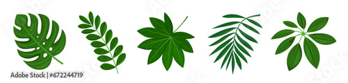 Tropical leaves set. Set tropical greenery leaf. Leaves monstera palm. © EarlyBird