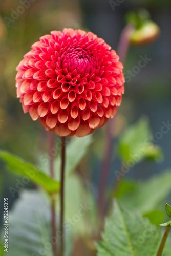 Dahlia Copper Boy, pompom variety