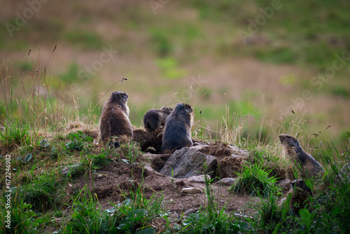 family marmot in the groud