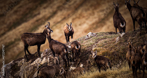 chamois in the wild photo
