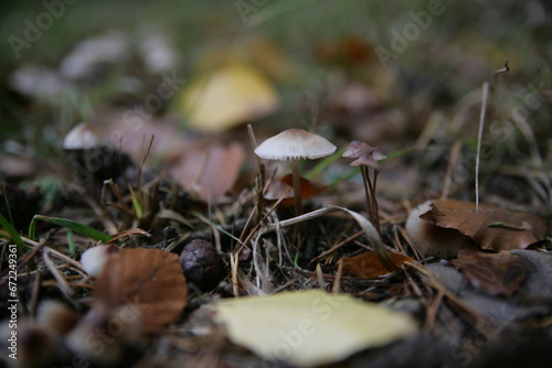 Pilz im Wald