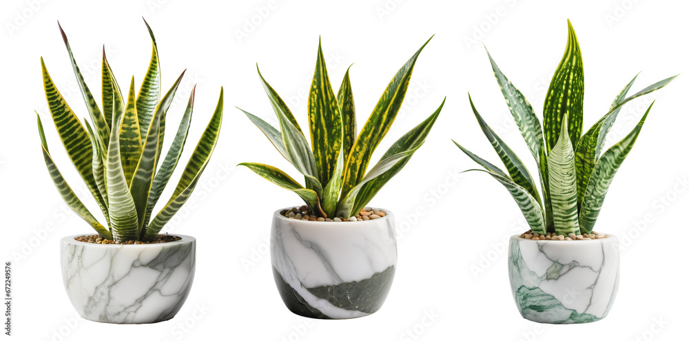 Collection of plants in a pot Collection of plants in a pot