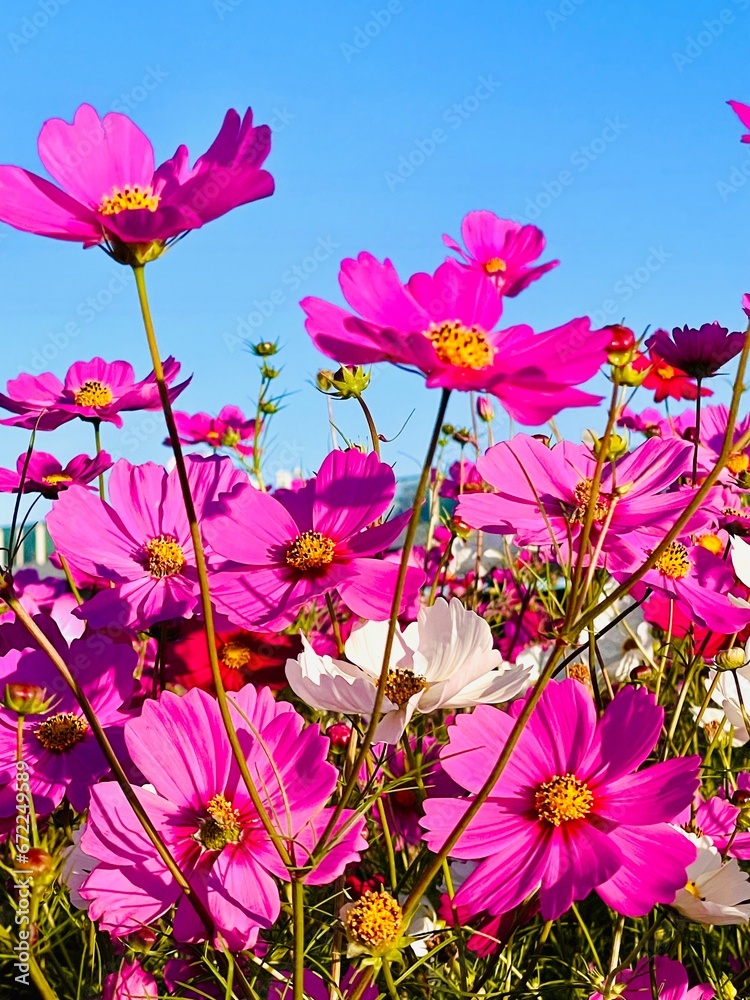 cosmos flowers bloom in early autumn in rice filed japan cosmos flowers bloom in early autumn in rice filed japan