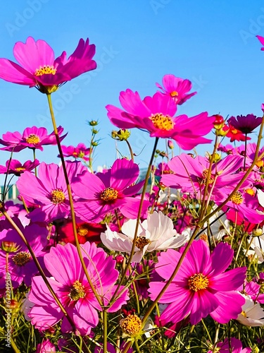 cosmos flowers bloom in early autumn in rice filed japan