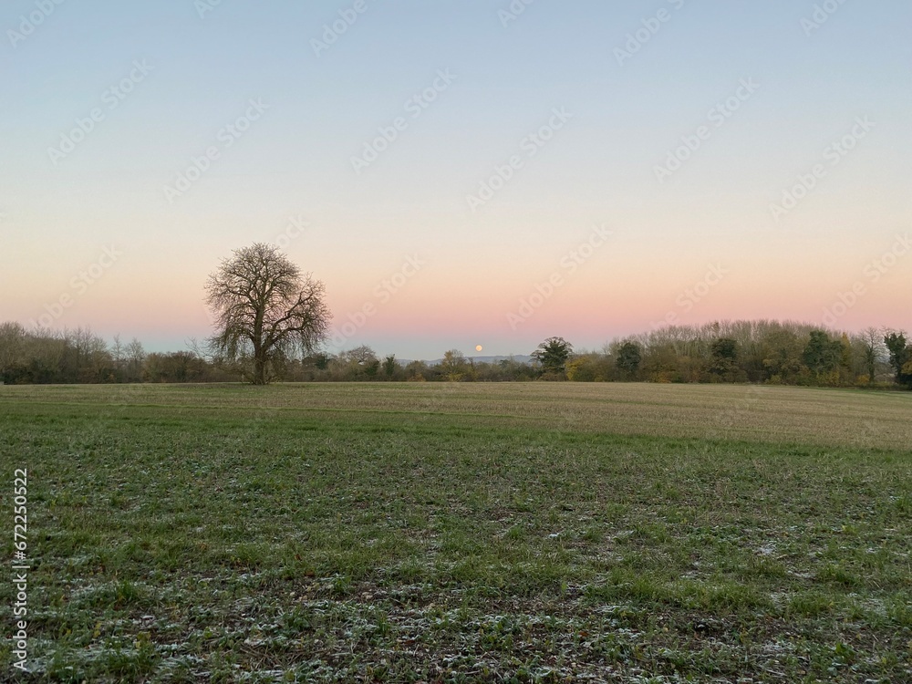 Fototapeta premium Morning in the field