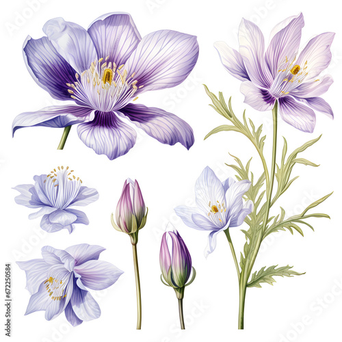 A botanical illustration of flower, petals, stamen and pistil on white background.