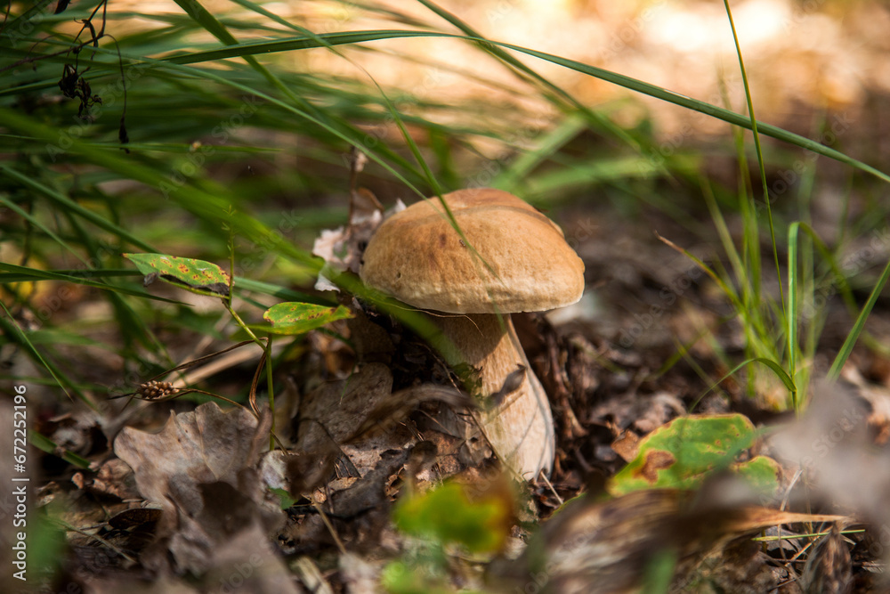 Boletus mushroom in the wild. Porcini mushroom grows on the forest floor at autumn season.. Boletus mushroom in the wild. Porcini mushroom grows on the forest floor at autumn season..