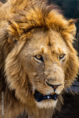 Fototapeta Naklejka Na Ścianę i Meble -  Lion in Masai Mara National Reserve, Kenya