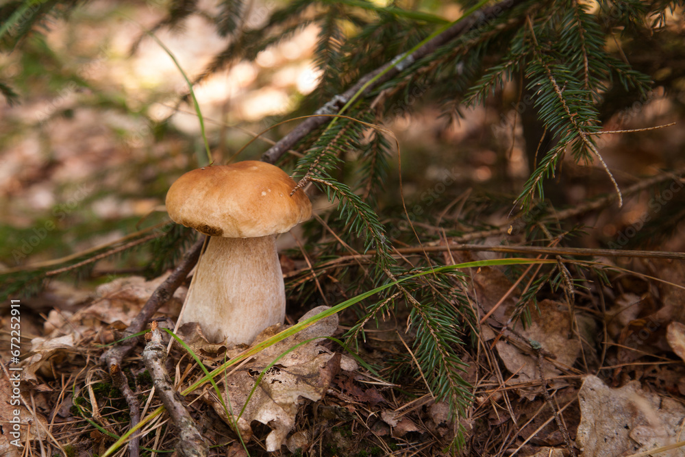 Fototapeta premium Porcini mushroom growing in pine tree forest at autumn season..