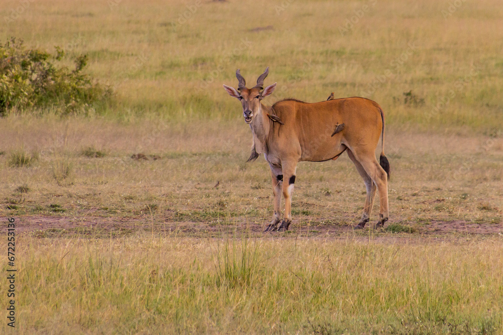 East African Eland (Tragelaphus oryx) in Masai Mara National Reserve, Kenya East African Eland (Tragelaphus oryx) in Masai Mara National Reserve, Kenya