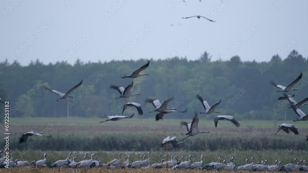 Bird Wildlife - Crane in Super Slow Motion 4K 120fps Bird Wildlife - Crane in Super Slow Motion 4K 120fps