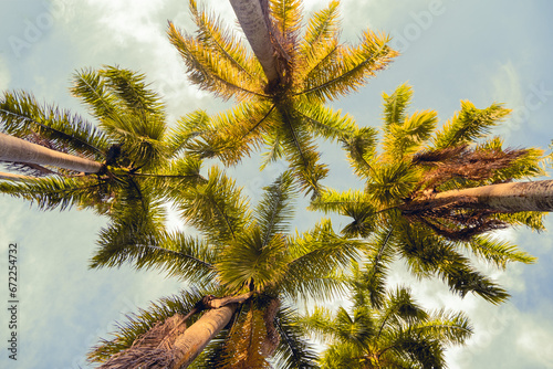 palm trees against blue sky © JonPaul