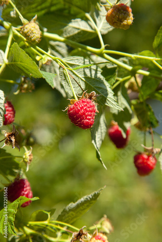 Ripe and unripe raspberry in the fruit garden. Growing natural bush of raspberry. Branch of raspberry in sunlight.