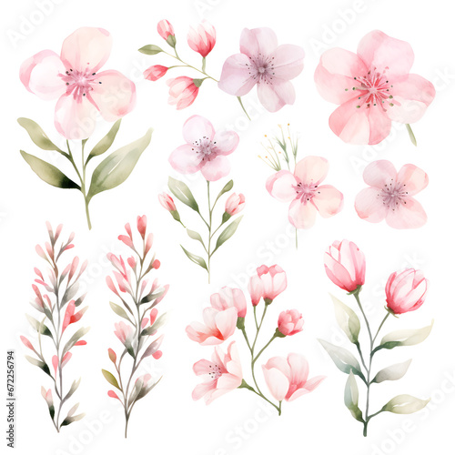 pink flowers  Watercolor floral Sakura  watercolor pink flowers on white background.