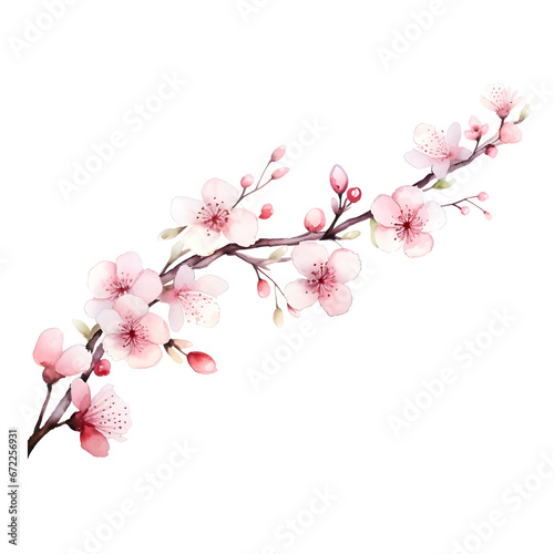 pink cherry blossom  Watercolor floral Sakura  watercolor pink flowers on white background.