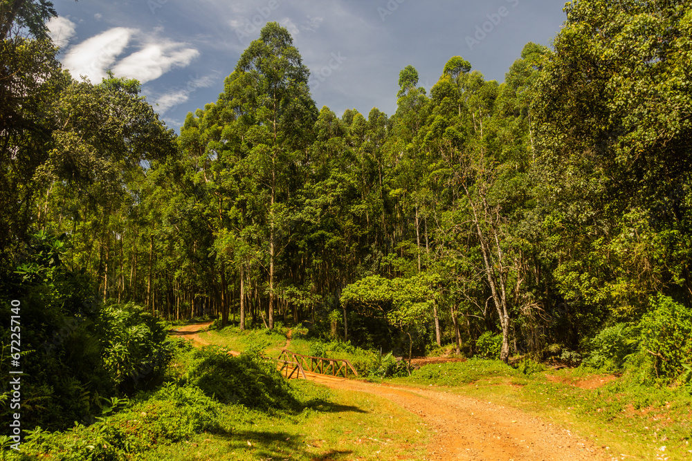 Path in a forest near Kericho, Kenya