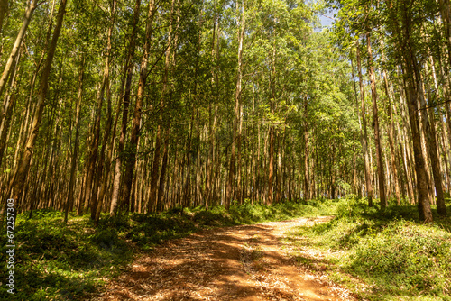 Path in a forest near Kericho  Kenya