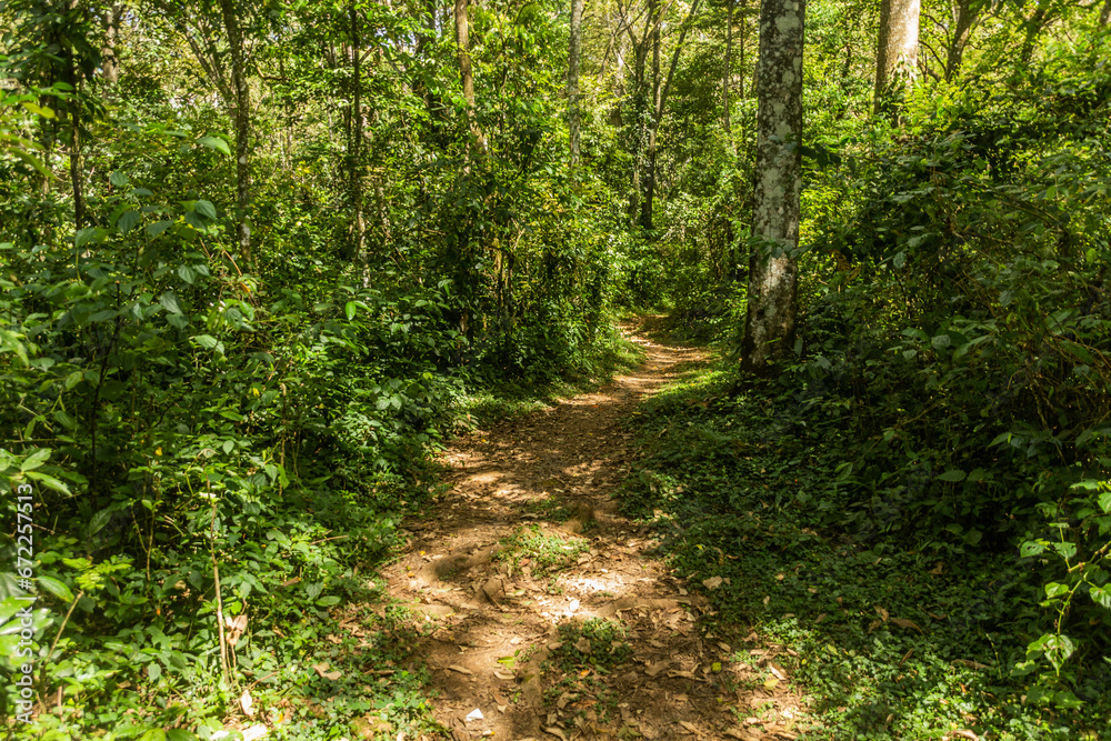 Hiking trail in Kakamega Forest Reserve, Kenya Hiking trail in Kakamega Forest Reserve, Kenya