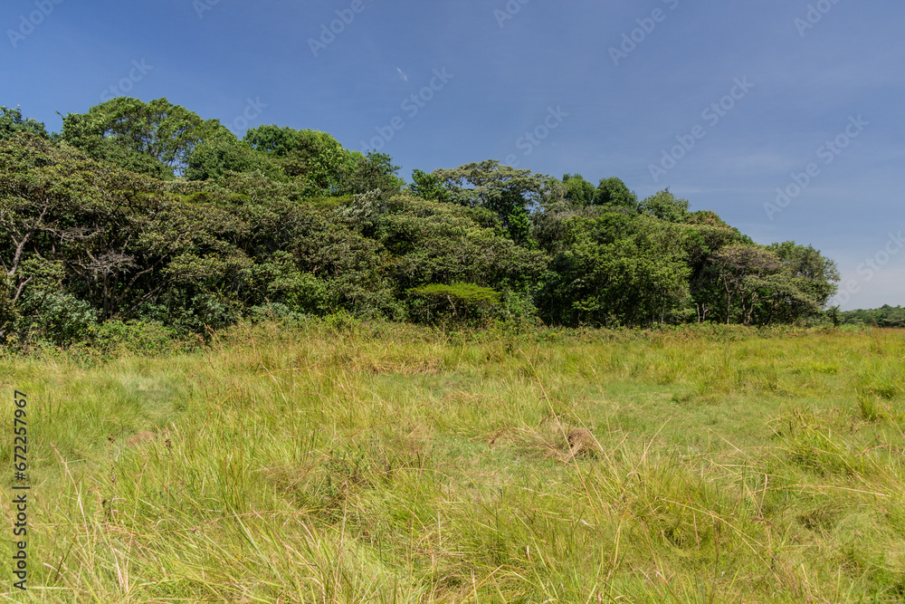 Landscape of Kakamega Forest Reserve, Kenya Landscape of Kakamega Forest Reserve, Kenya