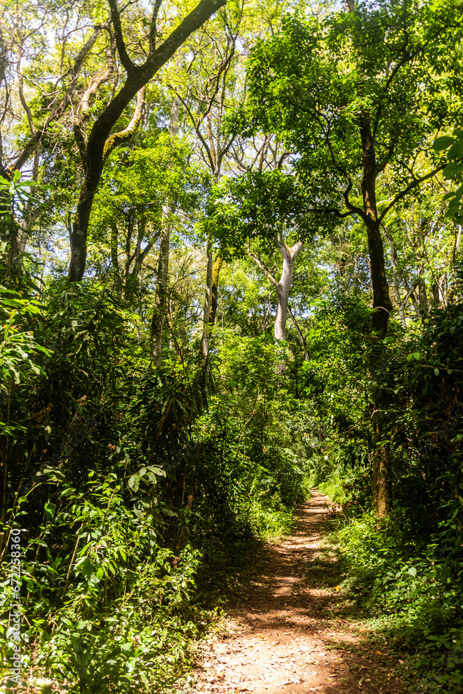 Hiking trail in Kakamega Forest Reserve, Kenya Hiking trail in Kakamega Forest Reserve, Kenya