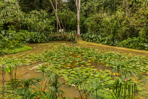 Pond in Kakamega Forest Reserve, Kenya photo