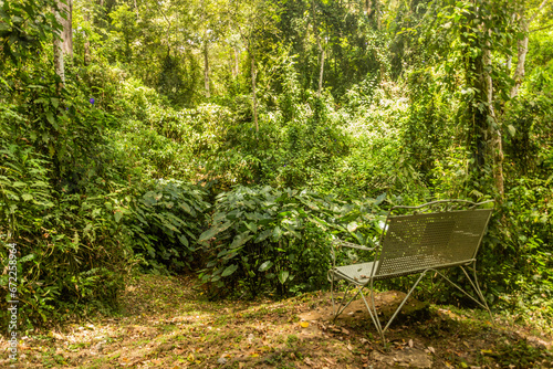 Bench in Kakamega Forest Reserve  Kenya